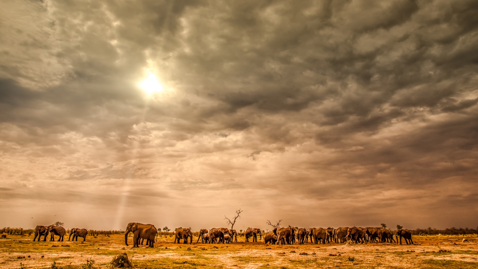 les safaris du Botswana